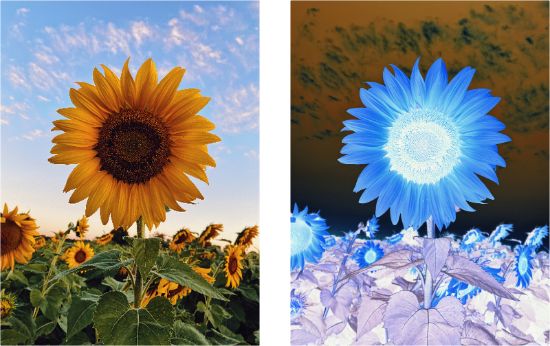 mix-blend-mode: exclusion as shown in Firefox (left) and Safari (right)