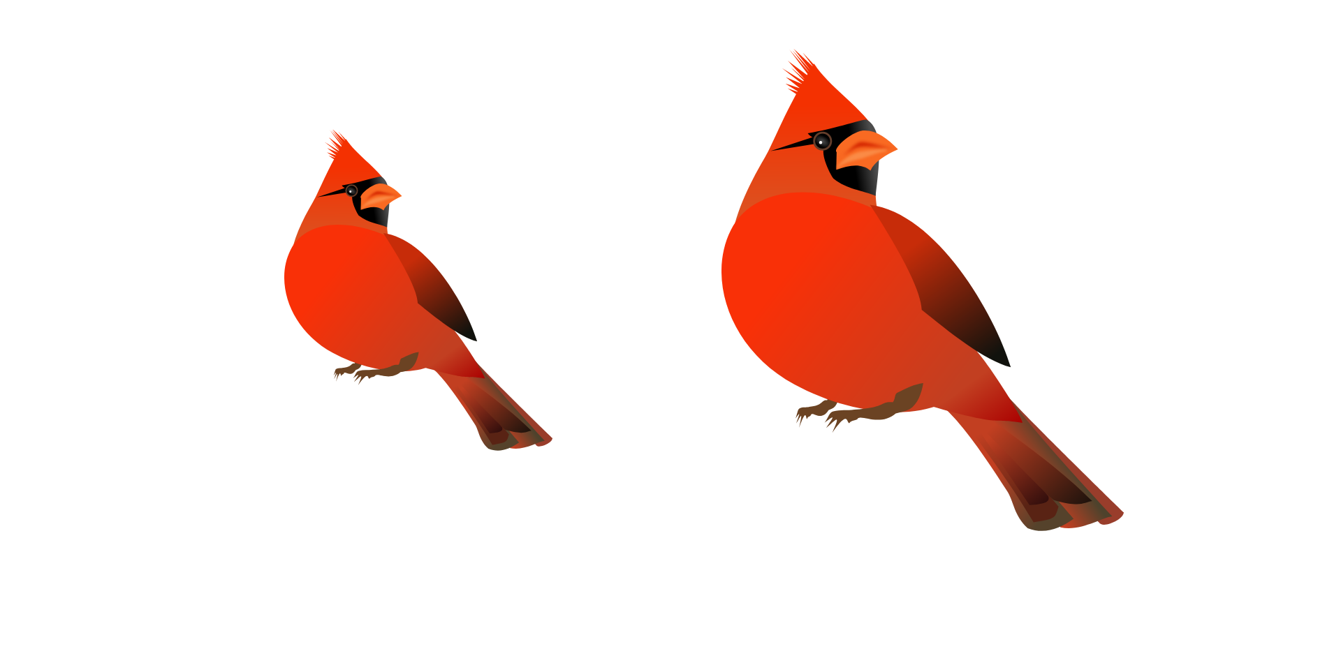 The northern cardinal drawing not transformed (left), and then scaled (right)