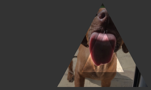 A picture containing indoor, looking  Description automatically generated