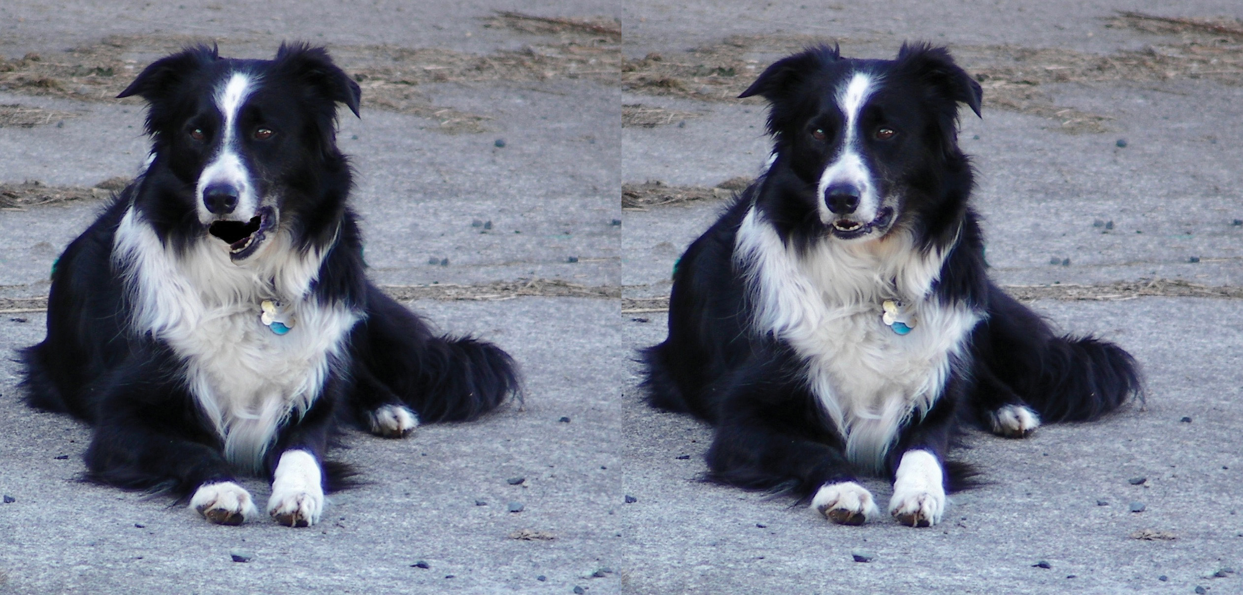 Two images of the dog McKinley are shown side by side. In the first image, the dog’s mouth is open, and in the second, it’s closed. 