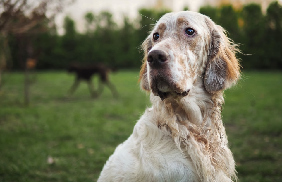 Figure 3.2 – Picture by Łukasz Rawa on Unsplash (https://unsplash.com/@lukasz_rawa) 