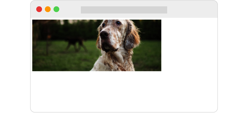 Figure 3.4 – Representation of the image component with the layout prop set to "fill" 