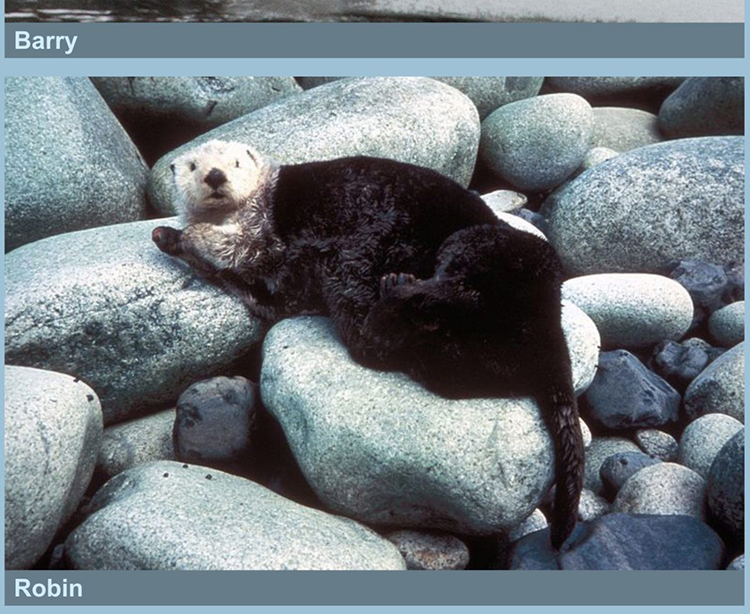 Bold otter names