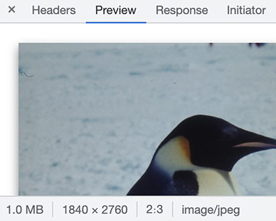 Penguin image dimensions